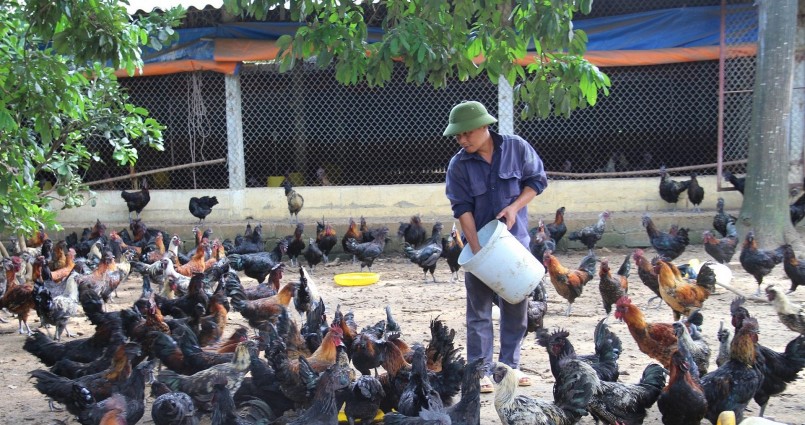 Anh Lê Đình Quý là một trong những người đi tiên phong nuôi gà đặc sản H’Mông và thu hiệu quả kinh tế cao.