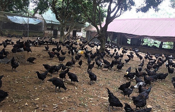 Lợi thế có đất đai rộng nên nghề nuôi gà đặc sản ở Yên Sơn phát triển.