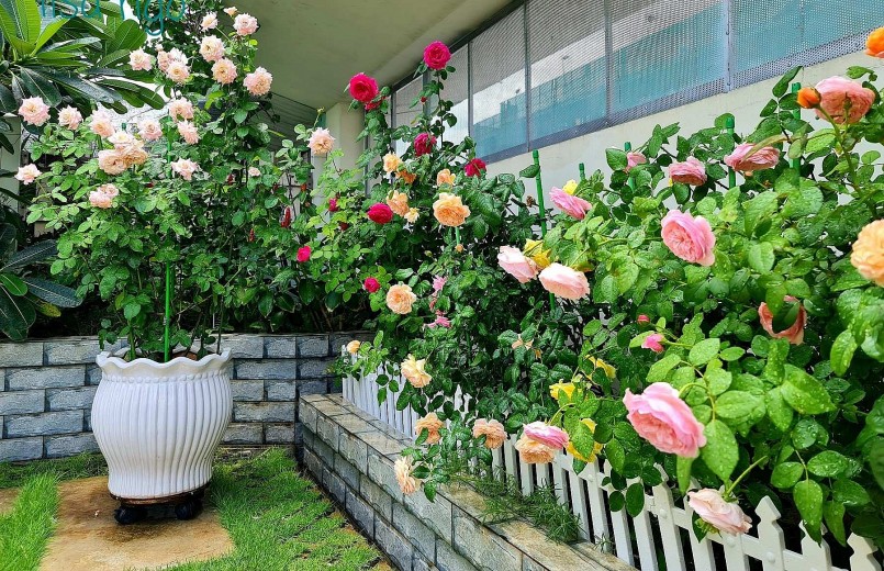 Hiện tại, vườn sân thượng của chị Nga có 35 cây hoa hồng với 30 loại, toàn bộ là hồng ngoại.
