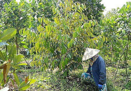Không chỉ ồ ạt trồng sầu riêng, người dân trên địa bàn tỉnh Tiền Giang còn rồng xen cây sầu riêng vào vườn mít Thái.