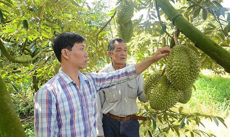 Sầu riêng đang là cây ăn quả được nhiều nông dân ở tỉnh Tiền Giang kỳ vọng đem lại lợi nhuận cao. 