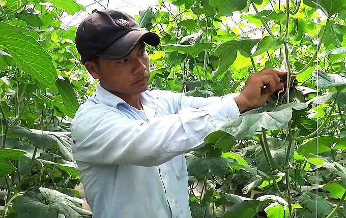 HTX Kim Long là một trong những là đơn vị điển hình trong chuyển đổi cơ cấu cây trồng trên địa bàn huyện Phú Giáo, tỉnh Bình Dương. Ảnh: Nguyễn Thủy.