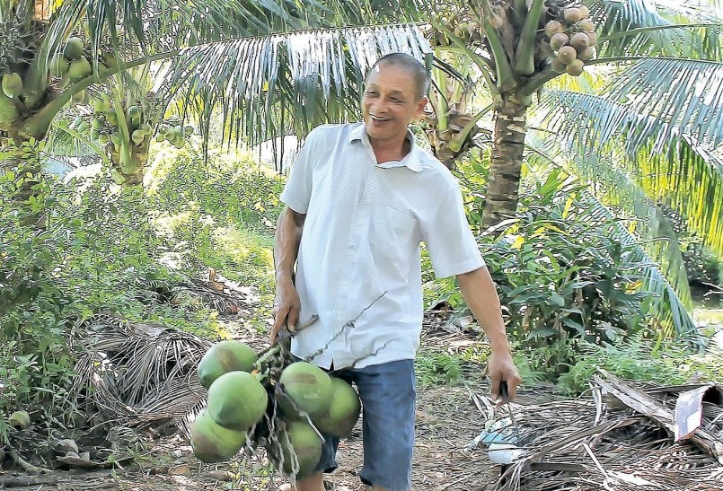Vụ hè năm 2023, gia đình ông Hoàng Văn Tâm đã thu hoạch hơn 10.000 quả dừa, thu về hơn 100 triệu đồng.
