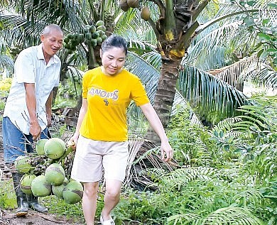 Ông Tâm có bí quyết để trái dừa dù trồng ở miền Bắc nhưng vẫn có chất lượng nước dừa ngọt, giá thành hợp lý.