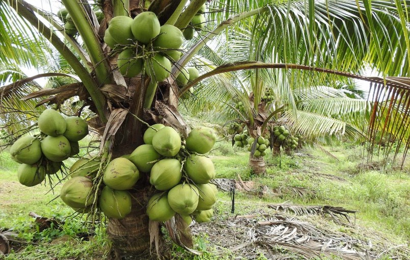 Cây dừa xiêm phổ biến ở Bến Tre nhưng lại được trồng thành công ở Thái bình khiến nhiều người ngạc nhiên.