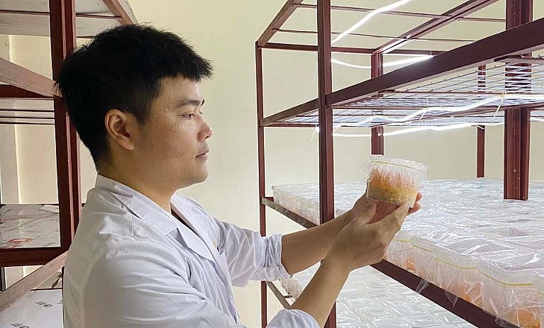Anh Ngô Kim Quyền, phường Đồng Tiến (TP Hòa Bình) thành công với ý tưởng nuôi cấy đông trùng hạ thảo