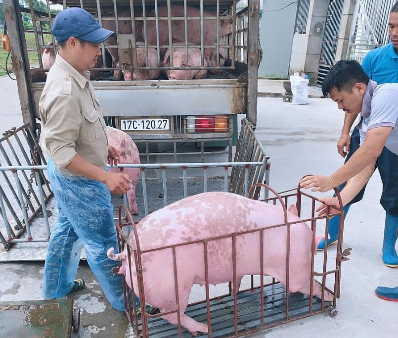 Giá heo hơi hôm nay (02/8), đà giảm quay trở lại kéo giá heo về sát mốc 60.000 đồng/kg. 