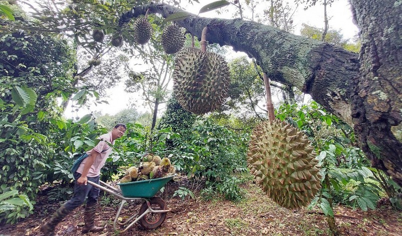 Sầu riêng của Nông trại Dang Farm trồng theo hướng hữu cơ và để chín rụng tự nhiên. Mỗi ngày anh Đặng Văn Huy phải đi lượm sầu riêng chín rụng ngoài vườn. Ảnh: Quang Yên.