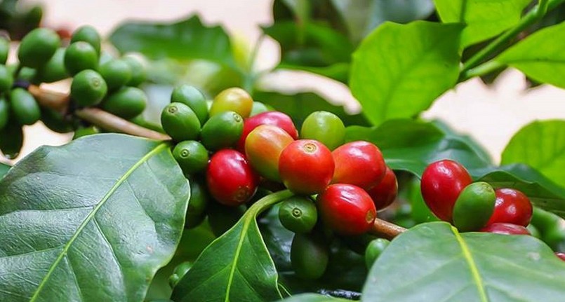 Giá nông sản hôm nay (02/8), giá cà phê sàn kỳ hạn biến động trái chiều. Trong đó, giá cà phê robusta tăng 0,53% lên mức 2.635 USD/tấn. 