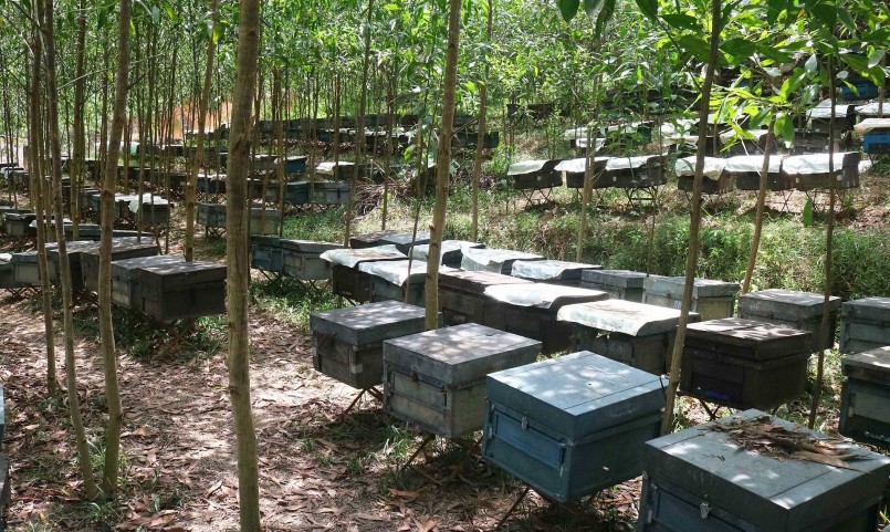 Một trại ong mật ở xã Đức Sơn (Anh Sơn). Ảnh: Huy Thư