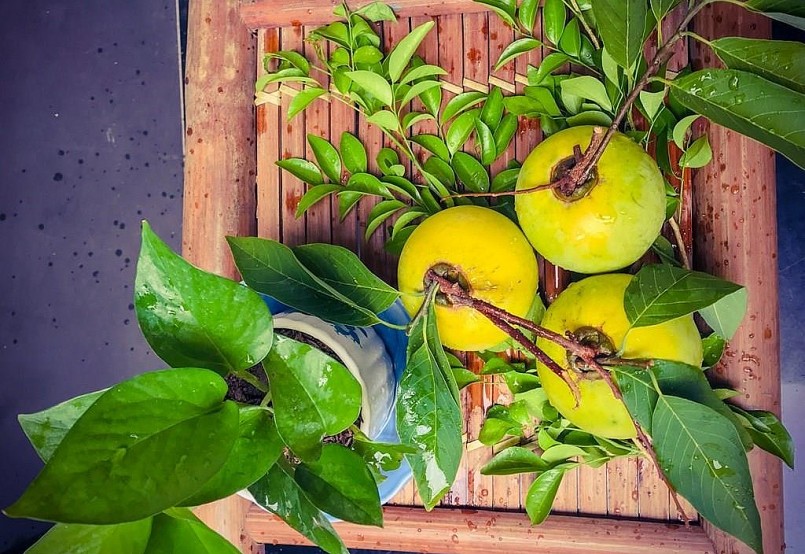 Từ lá, vỏ, hạt, thịt quả thị đến hương thơm đều có cong dụng hữu ích với sức khỏe con người.