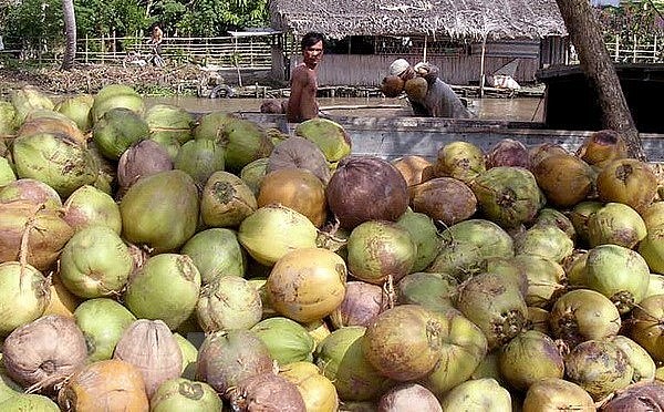 Do khó khăn về tiêu thụ, có thời điểm trái dừa tươi ở Bến Tre có giá chưa tới 3.000 đồng mỗi trái.