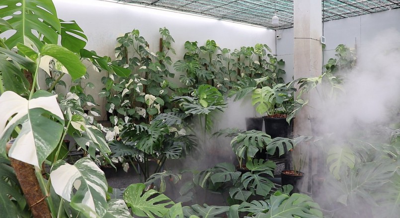 Khu vườn kiểng lá trên sân thượng của anh Trung được lắp đặt hệ thống phun sương tự động.