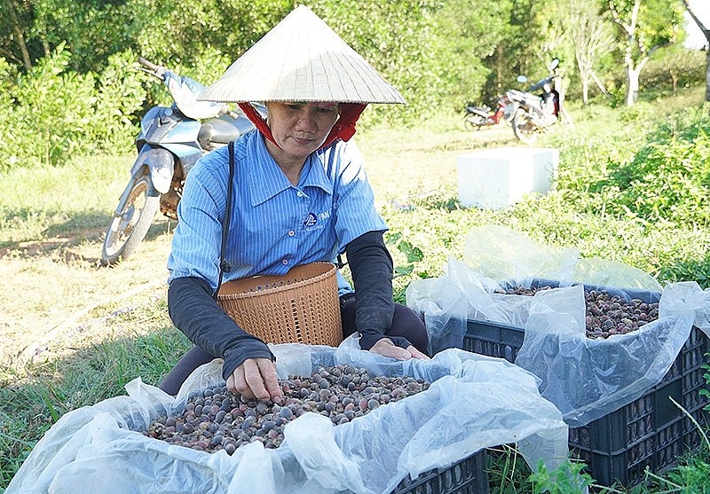 Cây sim giống Nguồn gốc đặc điểm và công dụng