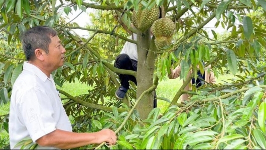 Trồng sầu riêng liên kết rút ngắn lộ trình thành công của tỷ phú sầu riêng