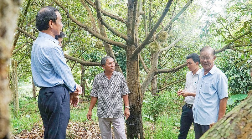 Ông Phạm Văn Nhanh (thứ hai, từ trái qua), tỷ phú nông dân trồng sầu riêng chia sẻ về kỹ thuật trồng sầu riêng.