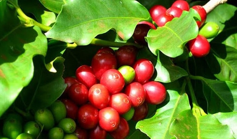 Giá nông sản hôm nay (03/8), giá cà phê sàn kỳ hạn ngập sắc xanh. Trong đó, giá cà phê robusta tăng 1,48% lên mức 2.674 USD/tấn.