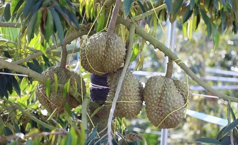 Trái sầu riêng trồng ở đảo Hải Nam được quấn dây thép để chống gió bão. 