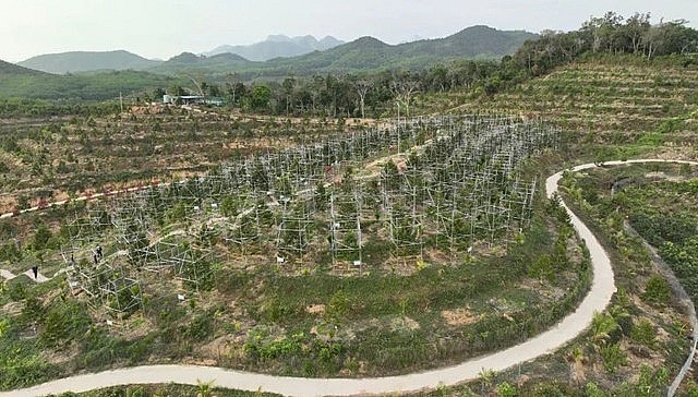 Vườn sầu riêng tại Tam Á, Hải Nam cho thấy mỗi cây phải quay trong lồng sắt để chống gió bão.
