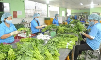 Trung Quốc vẫn là thị trường chính nhập khẩu rau quả Việt Nam