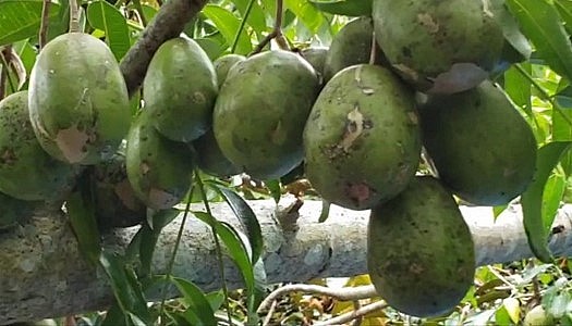 Những cây cóc Thái ra nhiều trái của nhà anh Hiệp cho thu nhập 200 triệu đồng mỗi năm.