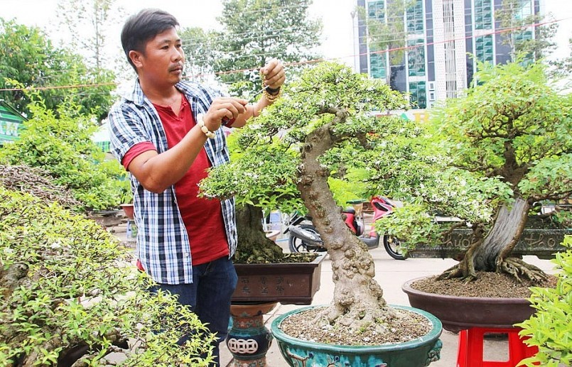 ngày nay, thú chơi cây cảnh, bonsai ngày càng phát triển, tạo nên một sân chơi hữu ích.