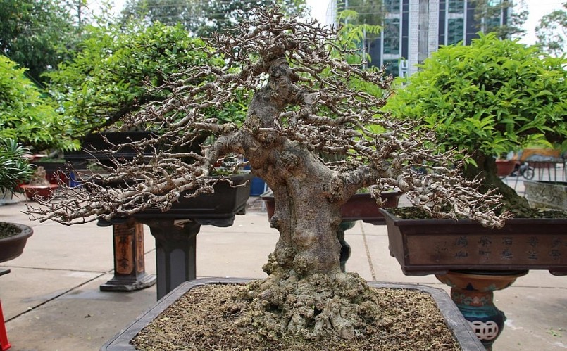 Chơi bonsai - Mang lại giá trị vật chất lẫn tinh thần.
