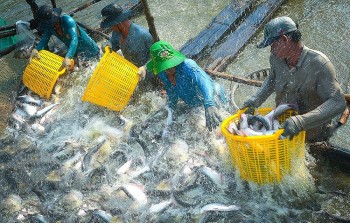 Việt Nam đã xuất khẩu cá tra đi 165 thị trường