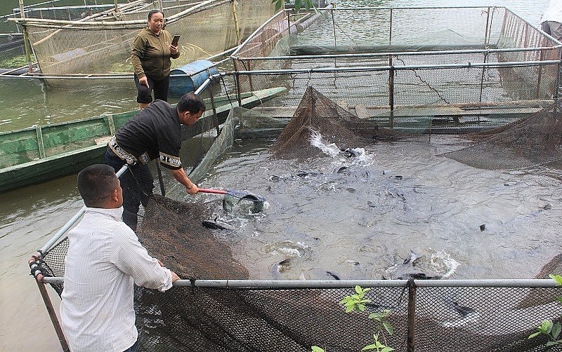 Mô hình nuôi cá lăng trên sông Găng được triển khai tại bản Xiềng, xã Môn Sơn, huyện Con Cuông, tỉnh Nghệ An.