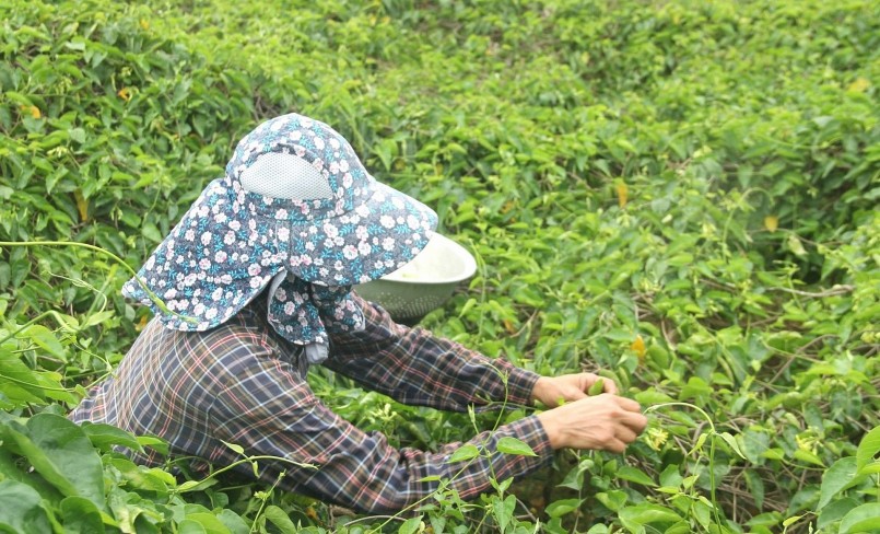 Chị Đặng Thị Hoa (xóm 5, xã Nam Kim) trồng 40 gốc hoa thiên lý, đầu vụ đến nay, đã hái bán được 15 lứa, mỗi lứa thu về 3-4 triệu đồng. 