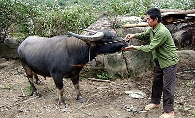 Người dân huyện Sìn Hồ chăm sóc phòng bệnh cho trâu.