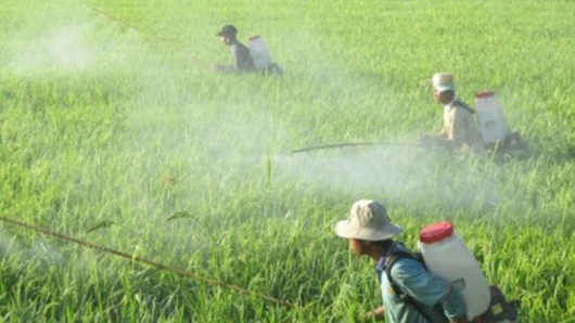 Danh mục thuốc bảo vệ thực vật được phép và cấm sử dụng tại Việt Nam