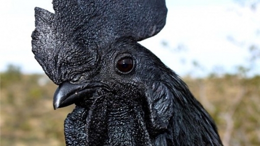 Tại sao gà Ayam Cemani đen từ xương đến nội tạng?