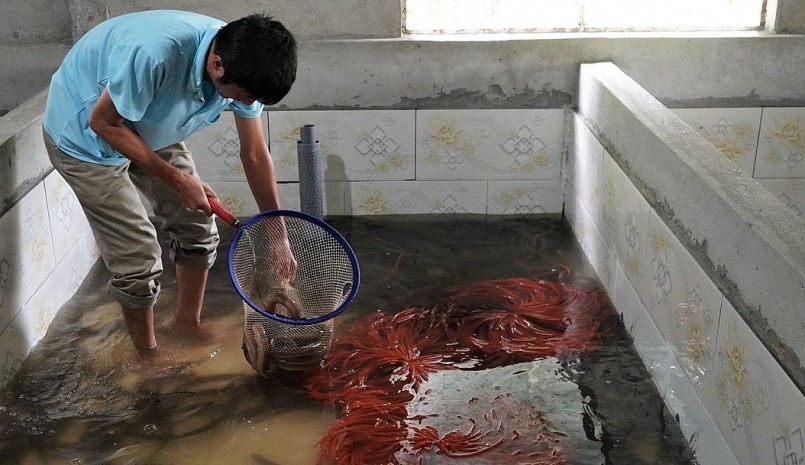 Ông Hà đã cải tạo lại mảnh vườn của gia đình để tiến hành xây dựng 10 bể nuôi lươn.