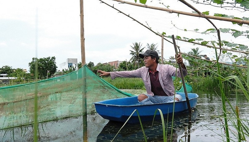 Anh Trần Văn Dũng chèo thuyền kiểm tra ao nuôi ốc bươu đen hữu cơ ở xã Hòa Khương. Ảnh: Nguyễn Đông