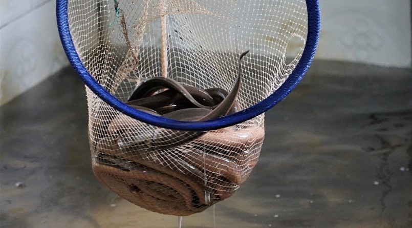 Hiện giá lươn thị trường dao động từ 120-130 nghìn đồng/kg lươn sống, ước tính mô hình nuôi lươn của ông Hà cho doanh thu trên 500 triệu đồng/năm.
