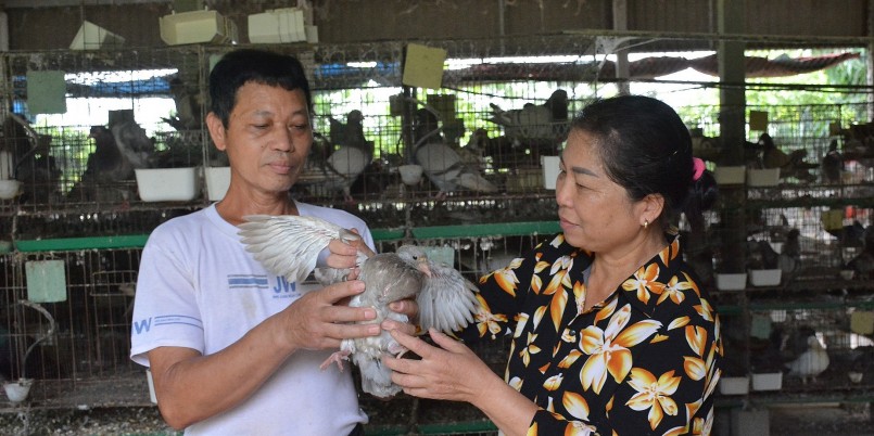 Từ chăn nuôi (chủ lực là chim bồ câu), mỗi tháng gia đình chị Loan có thu nhập từ 15 - 20 triệu đồng. 