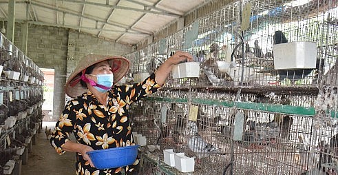 Theo chị Nguyễn Thị Loan, nuôi chăm sóc chim bồ câu đơn giản, dễ nuôi, không đòi hỏi những kỹ thuật khắt khe.