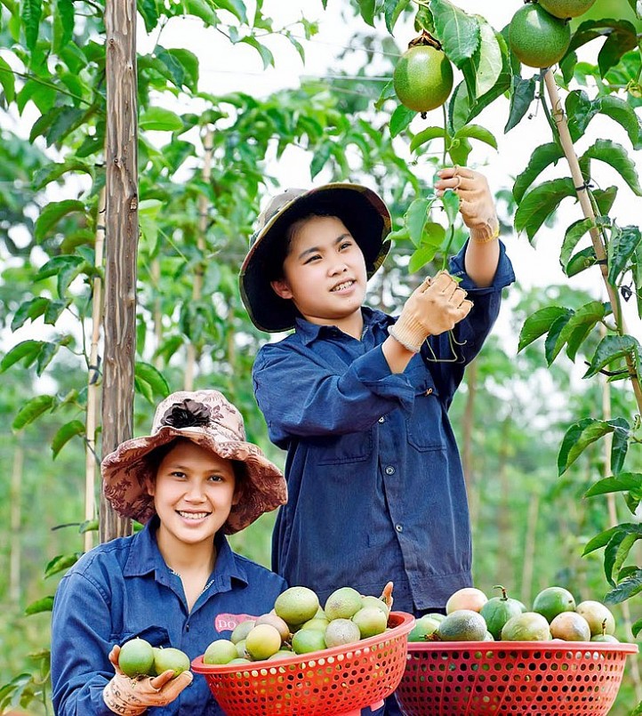 Người nông dân Gia Lai hy vọng có lợi nhuận hấp dẫn từ đầu tư trồng chanh dây.