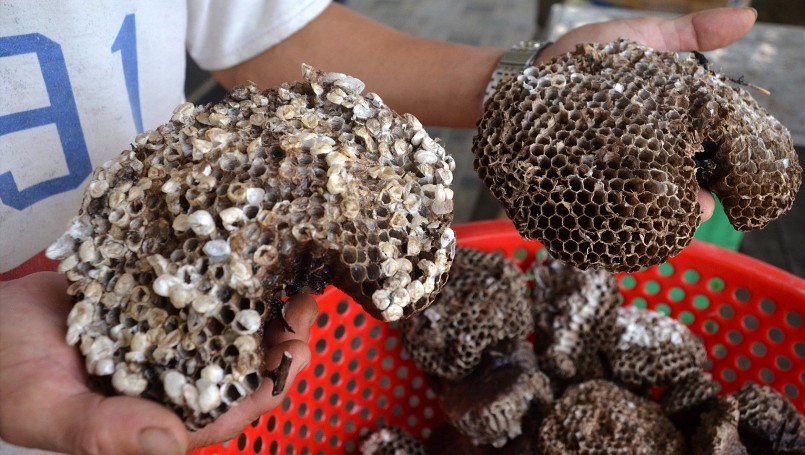 Sáp ong vang đang được thu mua gần 1 triệu đồng/kg để bán cho thương lái Trung Quốc.