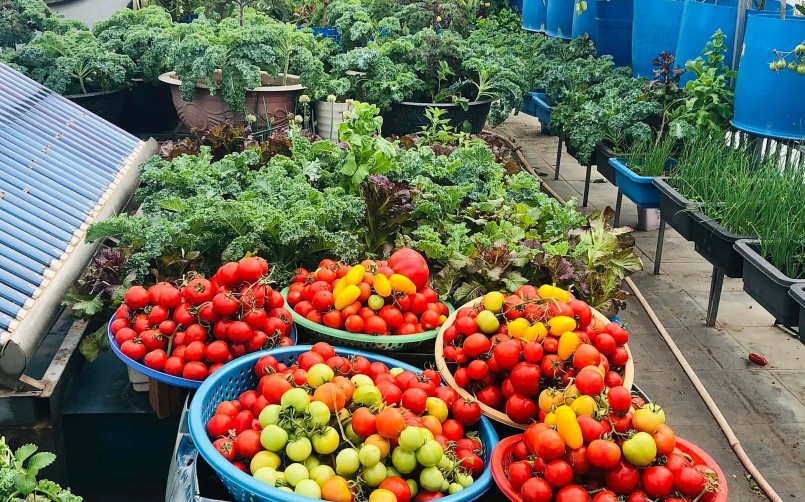 Từng rổ cà chua chín mọng chỉ trong 1 lần thu hoạch từ vườn rau sân thượng của chị Loan.