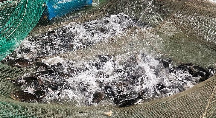 Một bè nuôi cá mú chân trâu cho hiệu quả kinh tế cao ở đầm nước mặn Sa Huỳnh. 