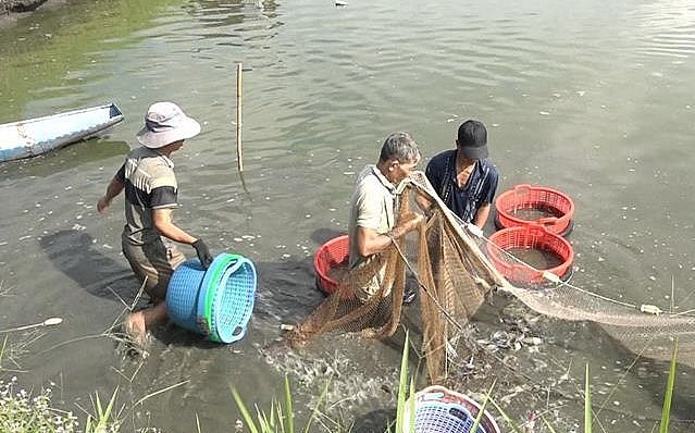Nông dân thu hoạch tôm càng xanh ở xã Trà Cổ, huyệnTân Phú, tỉnh Đồng Nai. Giá tôm càng xanh ổn định ở mức từ 150.000-180.000 đồng/kg tùy loại.