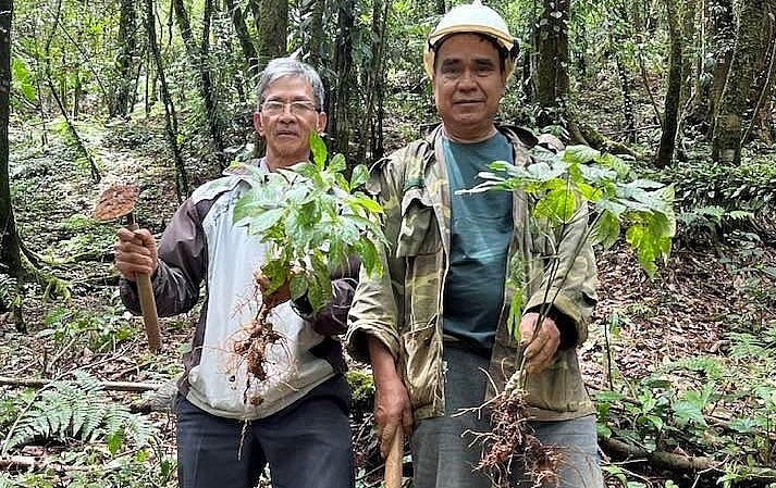 Nhờ trồng sâm Ngọc Linh, nhiều gia đình huyện Nam Trà My đã thoát nghèo và vươn lên làm giàu.