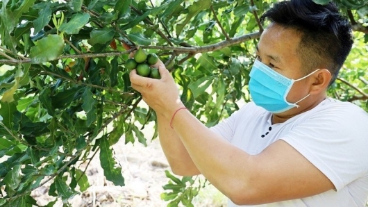 Nữ hoàng quả khô trái treo từng chùm, liệu có thể trở thành cây làm giàu ở vùng cao Lào Cai?