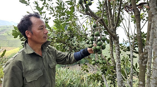 Cây mắc ca của nông dân xã Bản Lầu (huyện Mường Khương, Lào Cai) bước đầu cho thấy hiệu quả. Ảnh: Hải Đăng.