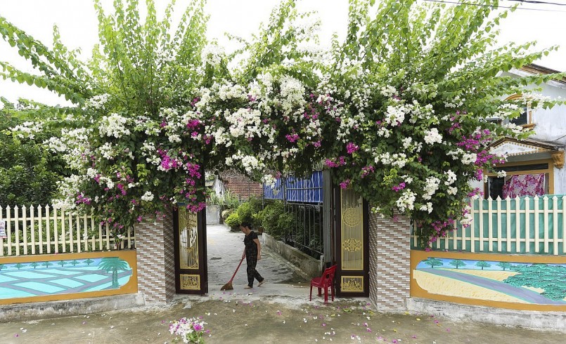 Cánh cổng của gia đình ông Đặng Phúc Tước (83 tuổi, trú thôn Hồng Thịnh, xã Thiên Lộc) được bao bọc bởi dàn hoa giấy màu hồng và trắng ngần khoe sắc rực rỡ.