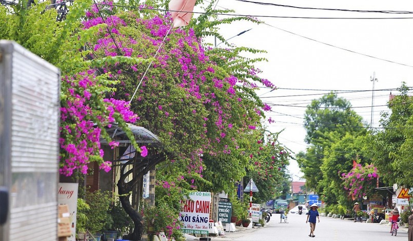 Trên các con đường ở xã Thiên Lộc, huyện Can Lộc (Hà Tĩnh) đâu đâu cũng thấy màu sắc sặc sỡ của những dàn hoa giấy đua nở.