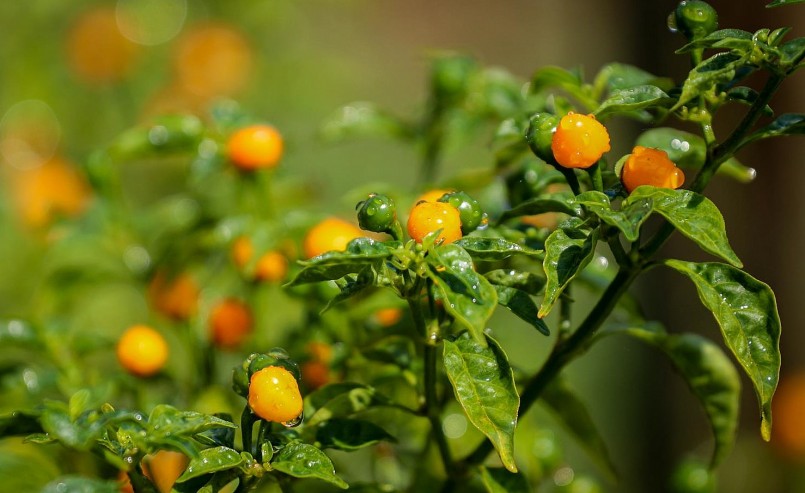 Giống ớt Peru đắt đỏ được trồng thành công tại Hà Tĩnh.