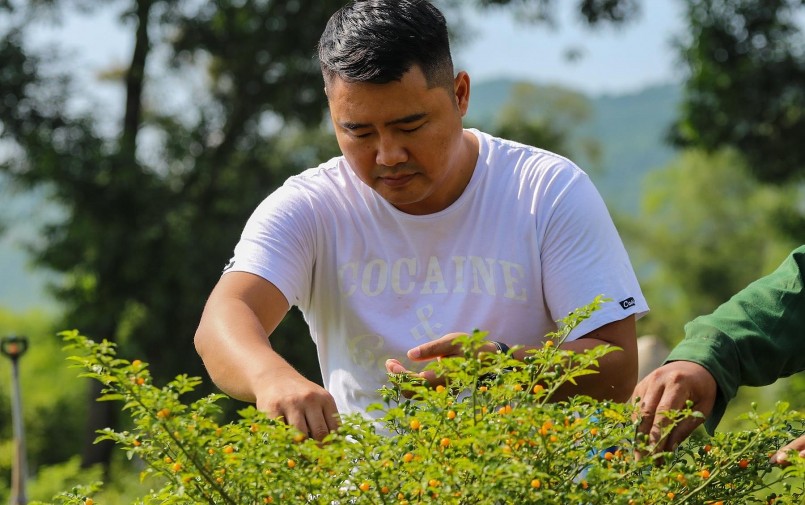 Trong một lần tình cờ, anh Lê Sỹ Tân bén duyên với trái ớt Aji Charapita (hay còn gọi là ớt Peru), thường được trồng ở vùng núi hoang sơ đất nước Peru.